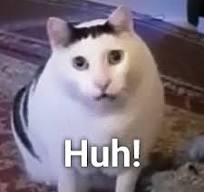 Cat Image